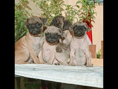 pug puppies mini fully vaccinated and dewormed جراوي ميني بج