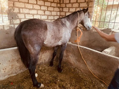 حصان لون رمادي - 1