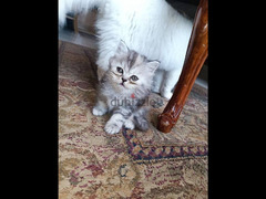 قطط مون فيس شنشيلا - 3