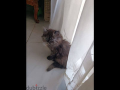 قطط مون فيس شنشيلا - 10
