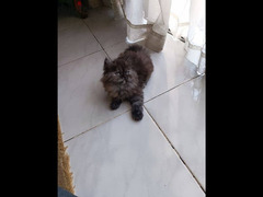 قطط مون فيس شنشيلا - 11