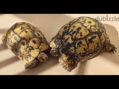 Greek turtle pair