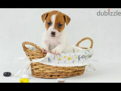 Jack Russell Terrier high breed Female From Russia